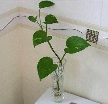 如何把窗戶封起來 廁所放什麼植物